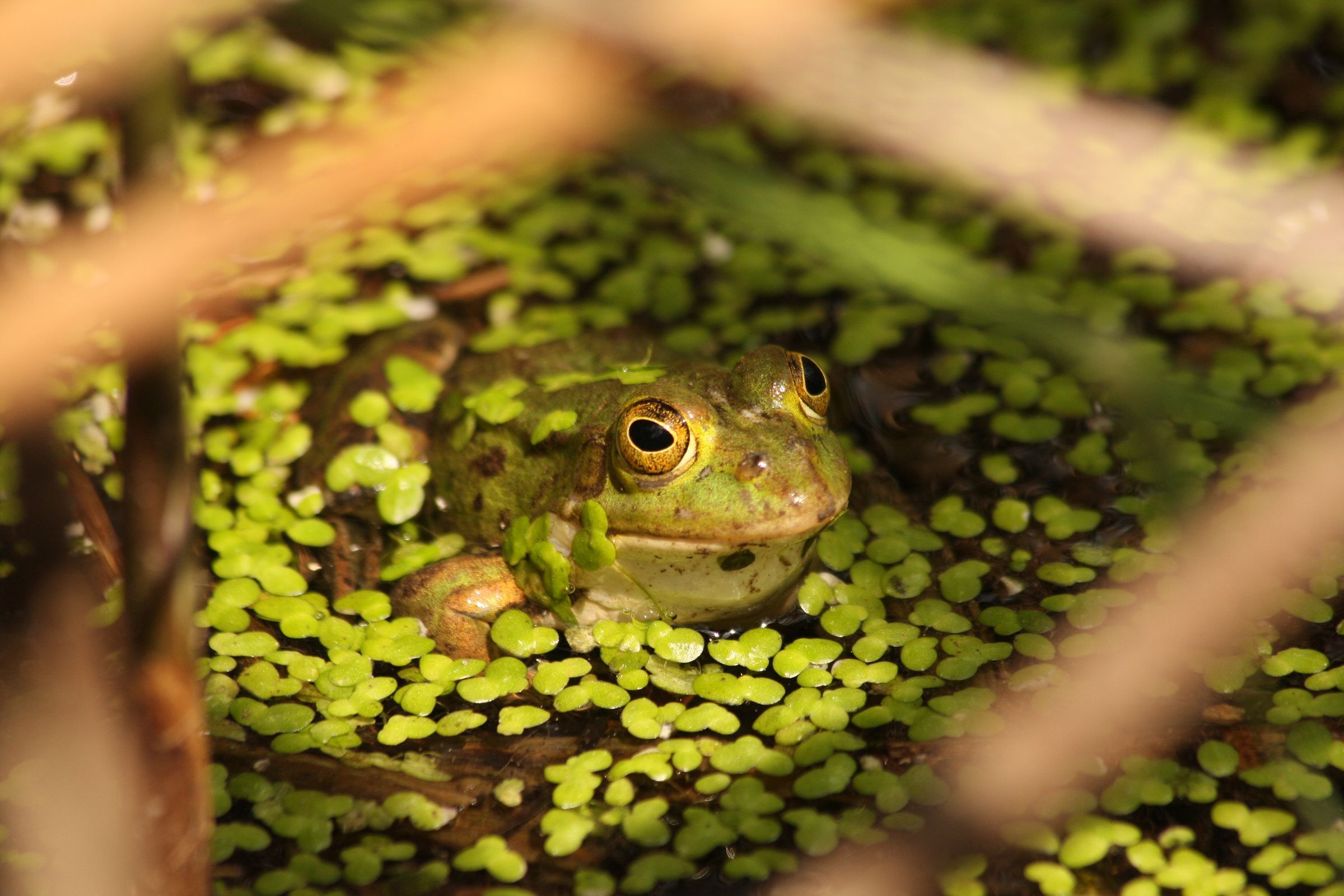 Frosch Foto: Elisabeth Siebierski
