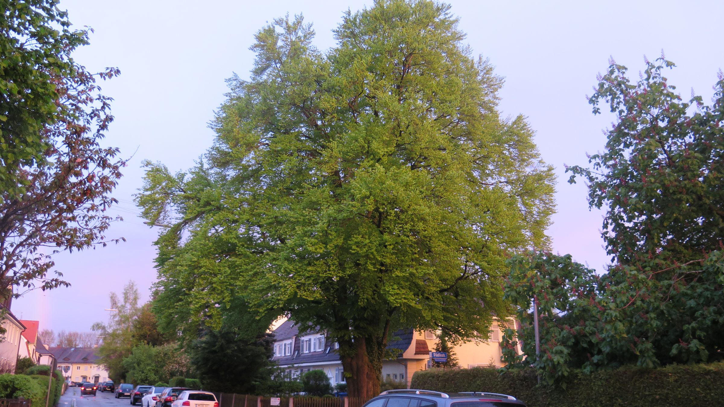 Der Memmiger Lieblingsbaum von Florian Frey