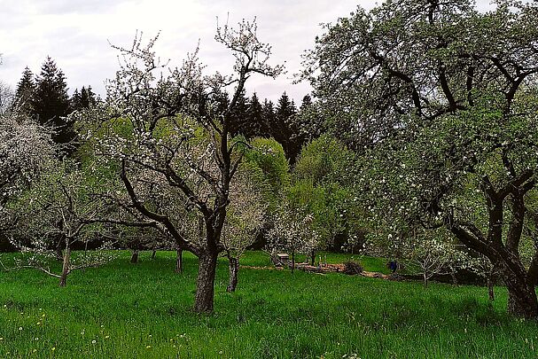 Apfelbäume in Blüte auf Wiese