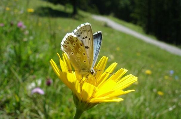 UMO Blühendes Allgäu