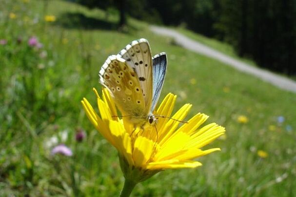 UMO Blühendes Allgäu