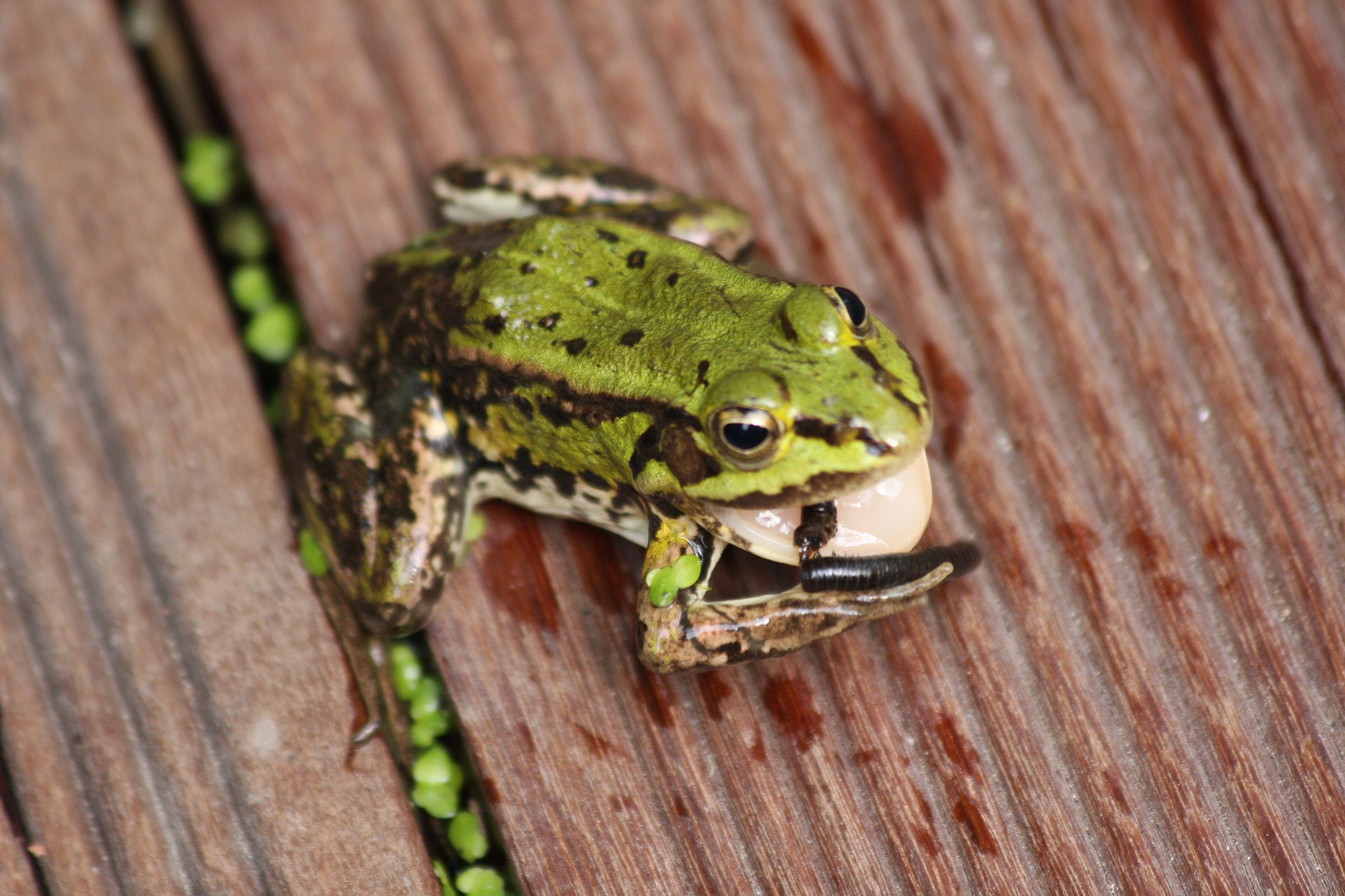 Foto: Elisabeth Siebierski