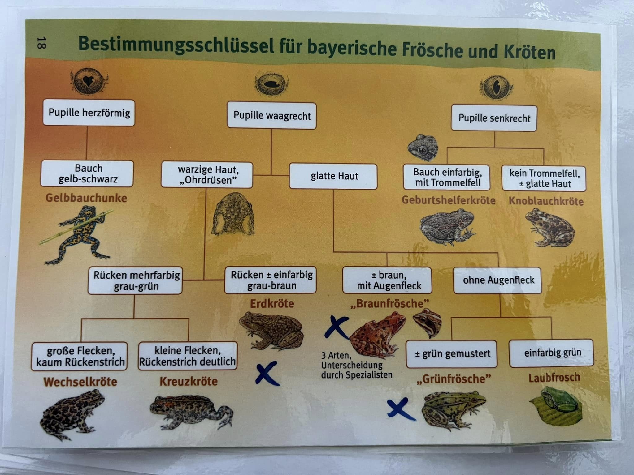 Bestimmungsschlüssel bayrische Frösche und Kröten