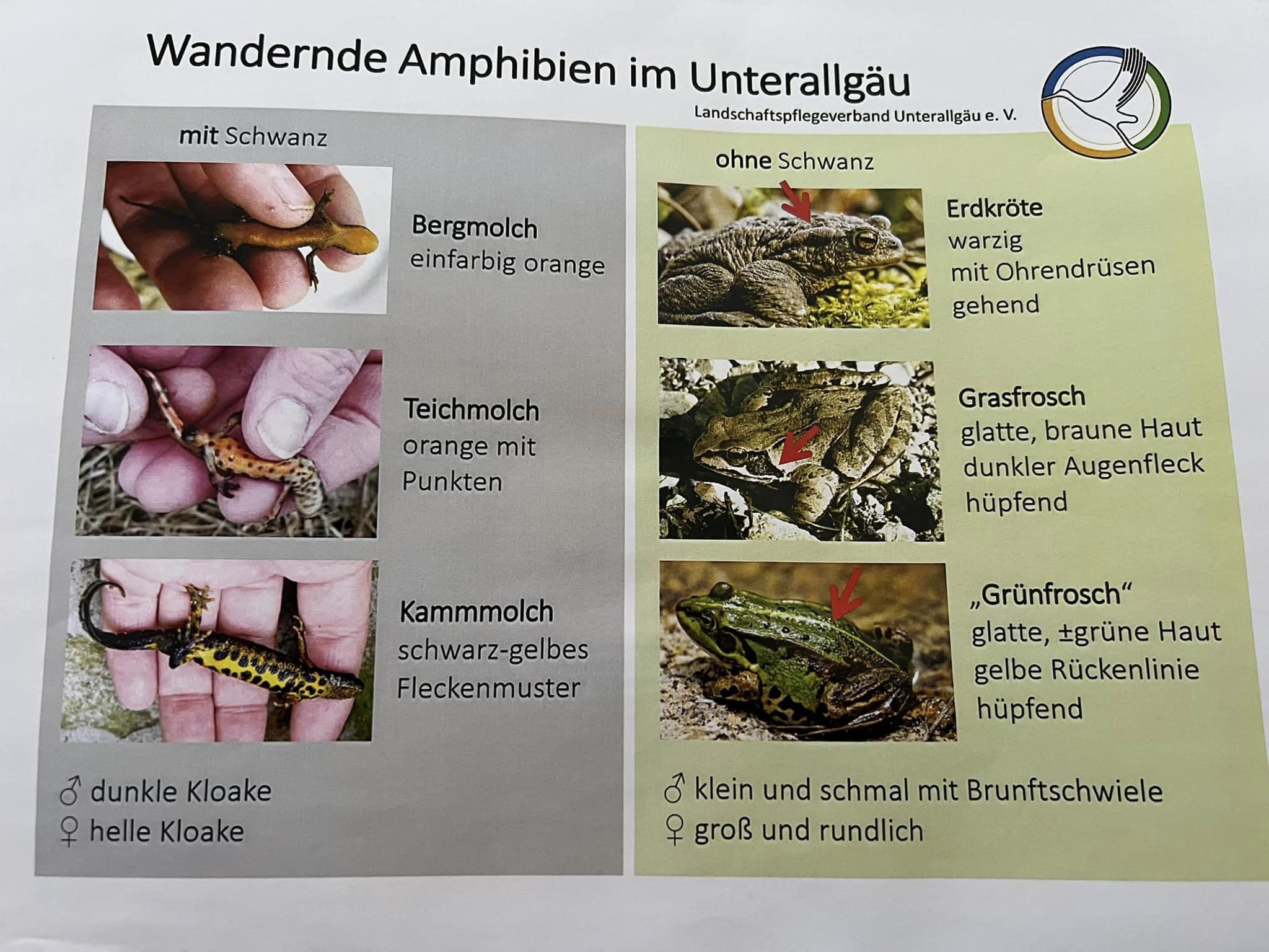 Flyer wandernde Amphibien im Unterallgäu