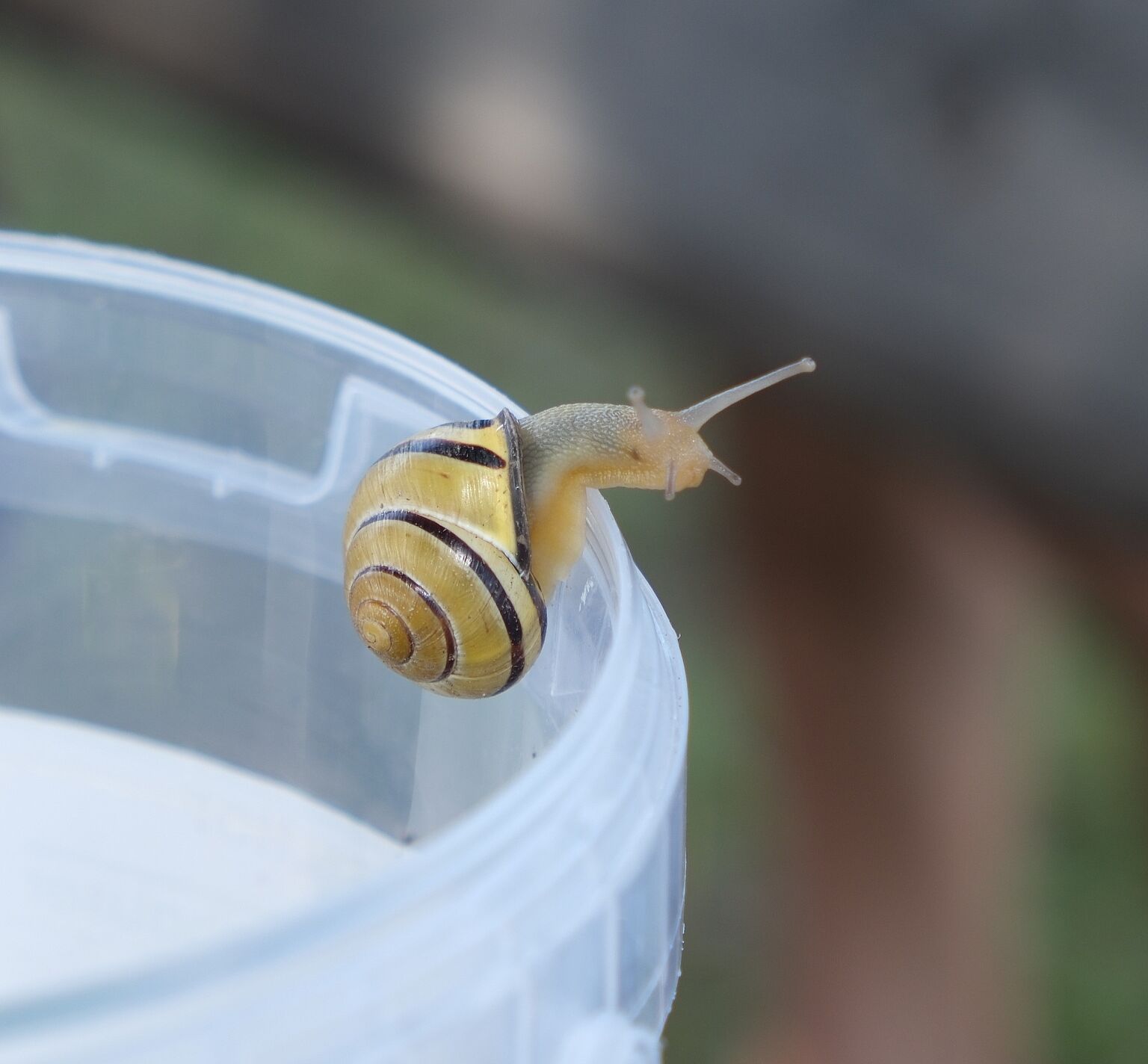 Eine mutige Schnecke